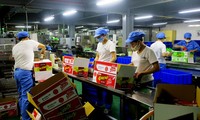 Phu Tho boosts agriculture production Phu Tho boosts agriculture production