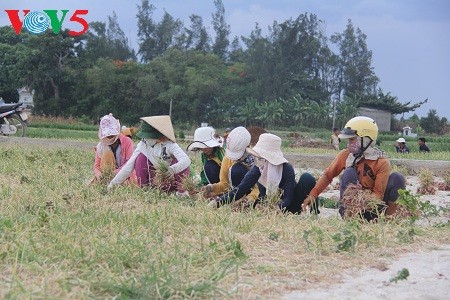 ອາຊີບປູກຜັກບົວ ແລະ ຜັກທຽມຢູ່ ຫຼີເຊີນ - ảnh 1