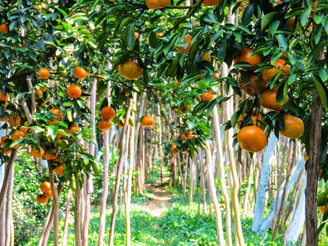 Keindahan kebun jeruk keprok Lai Vung, provinsi Dong Thap - ảnh 2