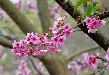 ハロンで、桜祭り2016,18日から - ảnh 1
