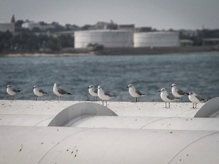 イラン 原油採掘量凍結を用意 - ảnh 1