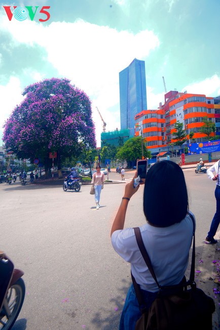 Verano de Hanoi, una pintura con colores de flores - ảnh 2