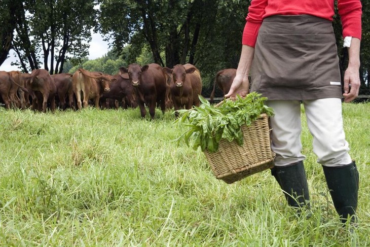 Having a farm in the US - ảnh 1