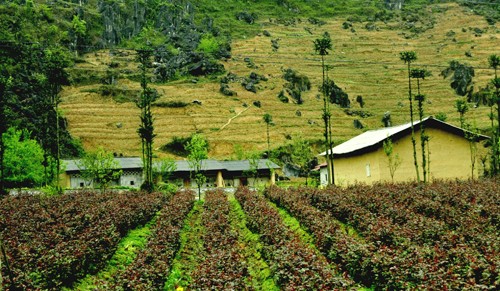 Pho Bang: die ruhige Stadt im Kalkplateau Dong Van - ảnh 1