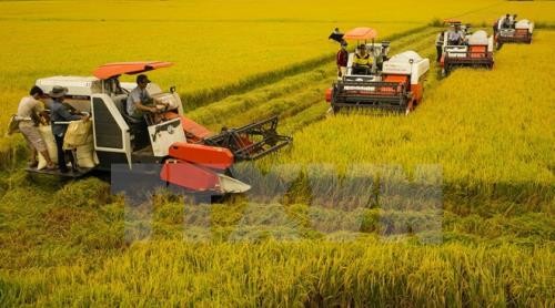 Memperluas batas kepemilikan lahan untuk menuju ke produksi besar-besaran di daerah dataran rendah sungai Mekong - ảnh 1