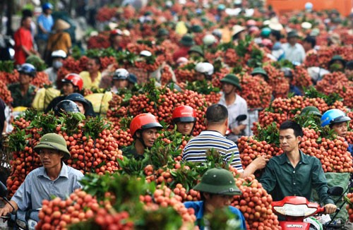 Oportunidades de exportaciones vietnamitas con el ejemplo del litchi - ảnh 2