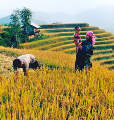 Comunidad étnica Mong se esfuerza por aumentar cosechas de arroz en terrazas - ảnh 3