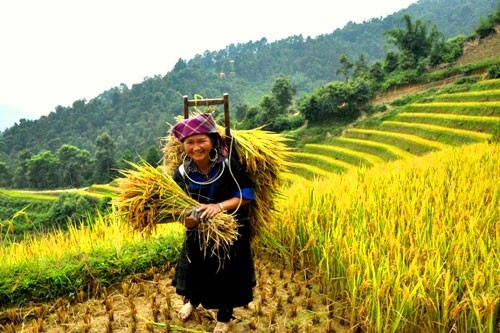 Comunidad étnica Mong se esfuerza por aumentar cosechas de arroz en terrazas - ảnh 2