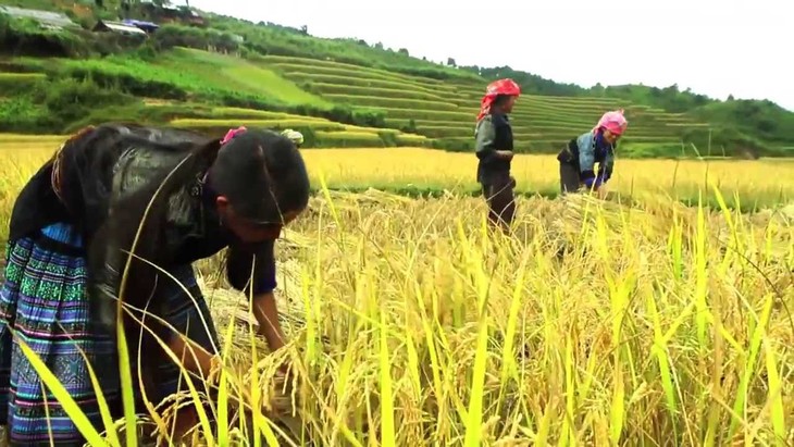 Comunidad étnica Mong se esfuerza por aumentar cosechas de arroz en terrazas - ảnh 1