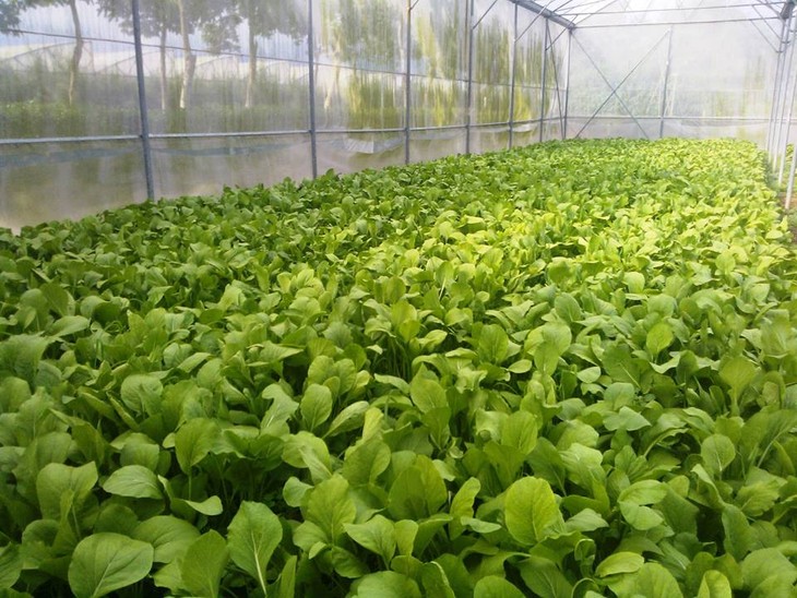 Agricultores de Ciudad Ho Chi Minh participan en innovación tecnológica - ảnh 3
