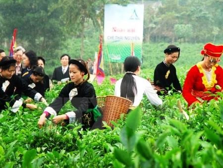 Promocionan producto estratégico del té vietnamita de Thai Nguyen - ảnh 1