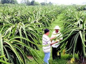 Chia sẻ kinh nghiệm tiêu thụ sản phẩm của hợp tác xã nông nghiệp Nhật Bản - ảnh 1