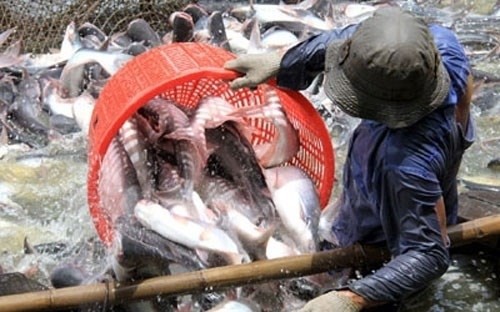 US Senate votes to end catfish inspection program - ảnh 1