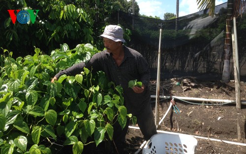 Obstgarten aus Südvietnam in Hawaii - ảnh 1