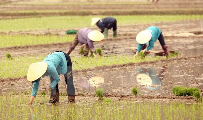 Kanada hilft Vietnam in der Landwirtschaft - ảnh 1