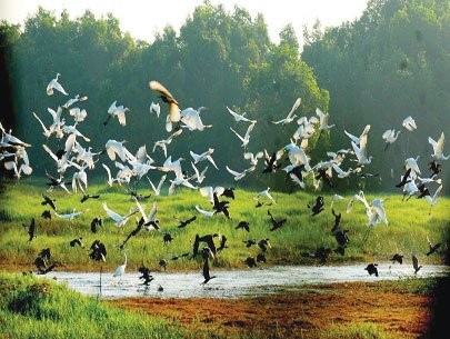Einwohner in Dong Thap verdienen gut in der Hochwassersaison - ảnh 1