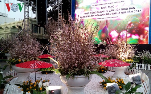 Cherry blossom festival boosts Vietnam-Japan cultural exchange - ảnh 1