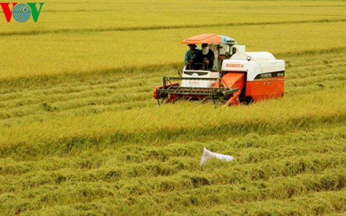 Vietnam aims to earn global reputation for rice quality - ảnh 1