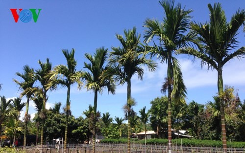 ចម្ការណាមបូនៅ Hawaii អាមេរិក - ảnh 1