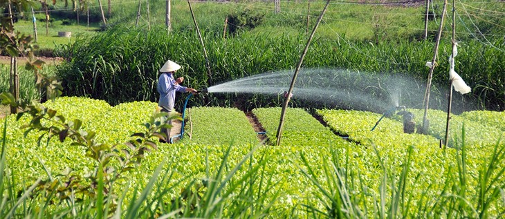 Le village maraîcher de Tra Que, une destination à ne pas manquer au Vietnam - ảnh 1