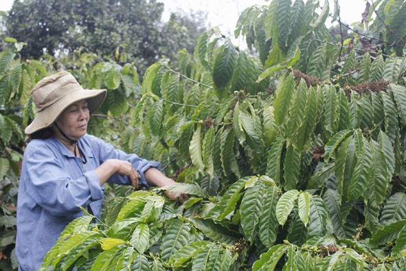 Dac Lac mise sur une caféiculture durable - ảnh 2