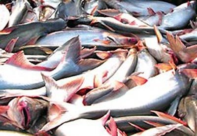 USA kündigen neue Anti-Dumping-Zölle für Pangasiusfische aus Vietnam an - ảnh 1
