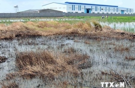 Bilanz der Zusammenarbeit zwischen Vietnam und Deutschland beim Schutz von Naturressourcen - ảnh 1
