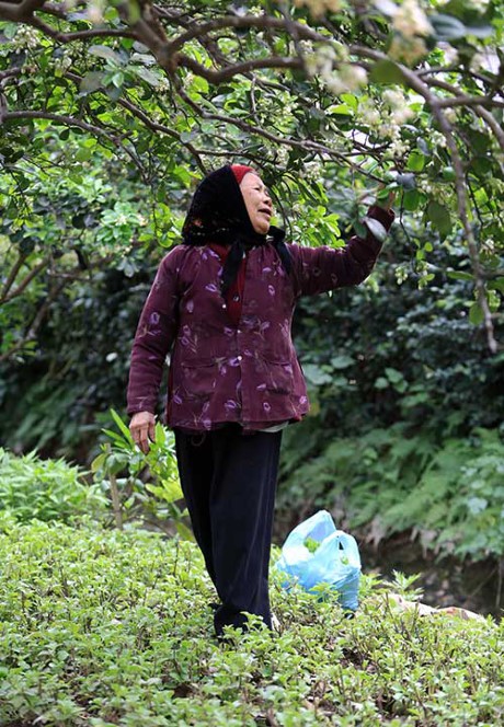 Giêng hai hoa bưởi - ảnh 2