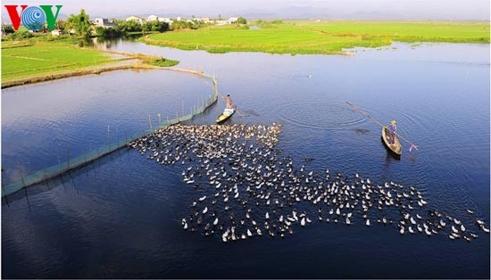 Die romantische Landschaft der Tam Giang Lagune - ảnh 1