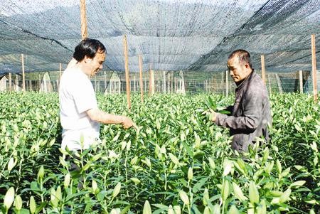 High-tech application boosts agricultural production at Langbiang - ảnh 1