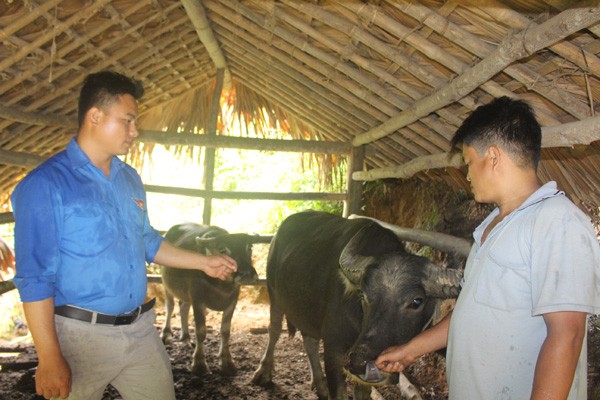 Governmentâs preferential credit aids agricultural development in Ha Giang  - áº£nh 2