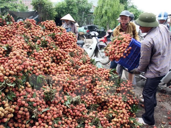 Vietnam wird im Mai ersten Container Litschi in die USA exportieren - ảnh 1