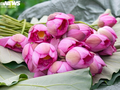 Hanoi Dipenuhi dengan Aroma Teratai