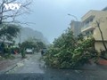 Topan Yagi Menghantam di Kota Hai Phong dan Provinsi Quang Ninh