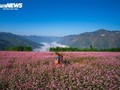 Padang Rumput di Provinsi Ha Giang Seindah “Miniatur Swiss” pada Musim Bunga Gandum Kuda