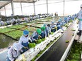 Badan Usaha Vietnam Memperhebat Investasi pada Pertanian Teknologi Tinggi di Kamboja