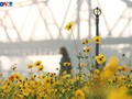 Miles de flores florecen bajo el emblemático puente Long Bien