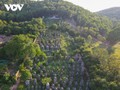 Pagoda Bo Da, hogar del jardín de estupas más grande de Vietnam