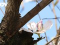 Las flores de Bauhinia cubren Son La con la llegada de la primavera al noroeste de Vietnam