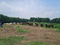 Caballeriza de Ba Van: remanso en medio de las praderas