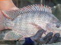 Vietnam realiza su primera exportación de tilapia a Brasil 