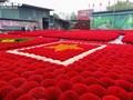 Hanoi's 100-year-old incense village hectic prior to Tet