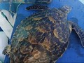 Rare hawksbill sea turtle released back into the wild