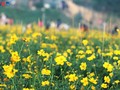 Ein wunderschöner Blumenteppich am Fuße der historischen Long-Bien-Brücke