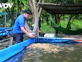 Nguyen Tri Thuc in Hau Giang beschäftigt sich mit der Zucht von Pfauenaugenbuntbarschen