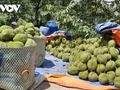 Quels sont les fruits du Vietnam qui ont la plus grande valeur d’exportation en 2024?