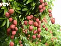 Les litchis sont plantés dans quelles régions au Vietnam?