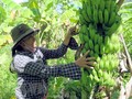 La banane vietnamienne: d’une culture traditionnelle à une filière d’exportation stratégique