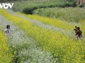 Les couleurs florales annoncent l’hiver sur le plateau de Môc Châu