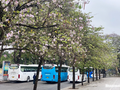 Bauhinia in full-bloom in Hanoi